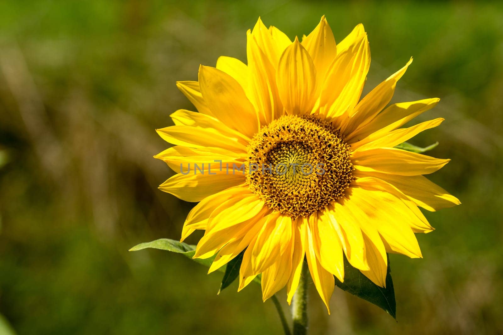 Sunflowers in full bloom in the sunshine