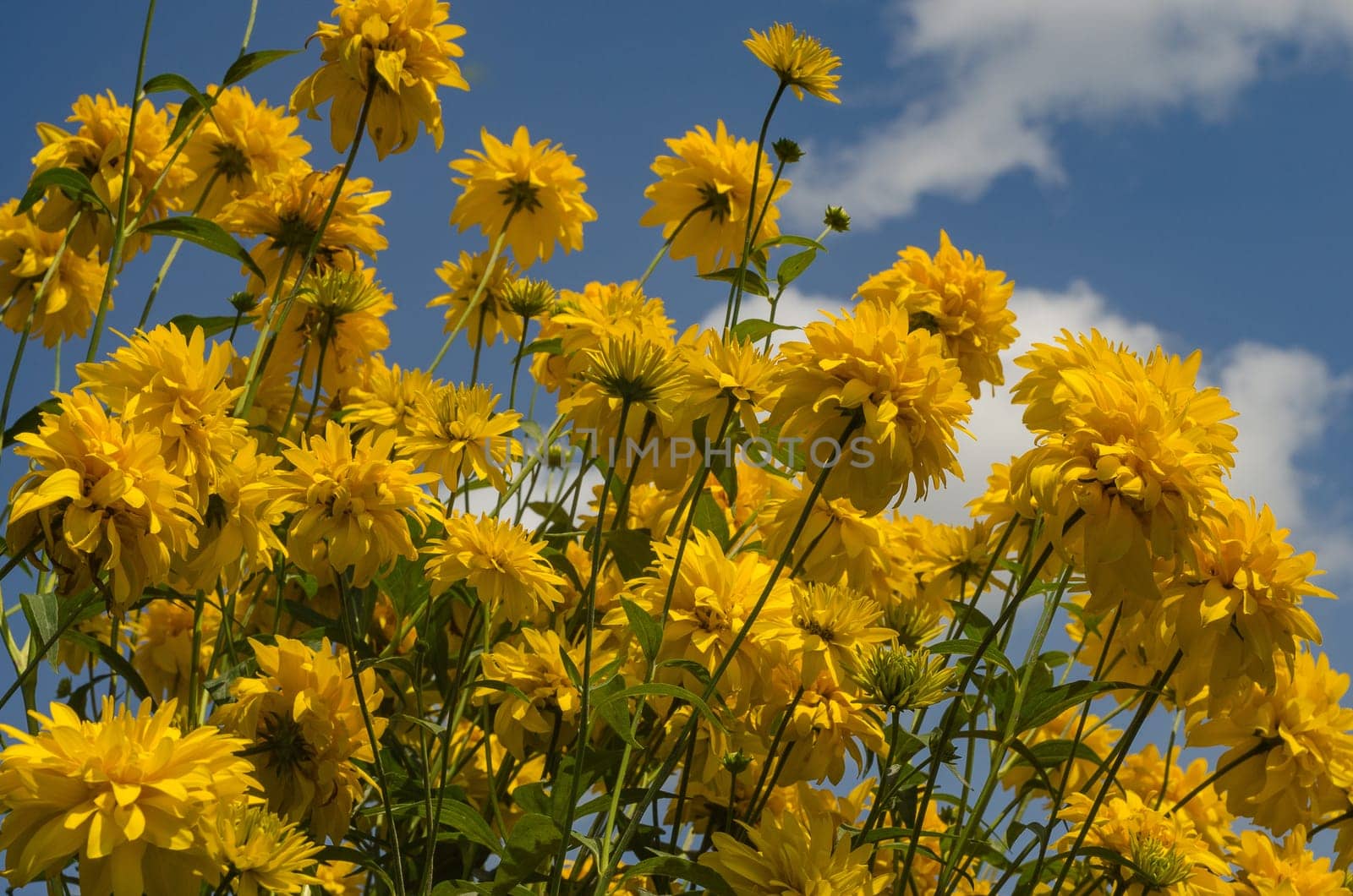 The flowers are yellow on a blue sky background in garden