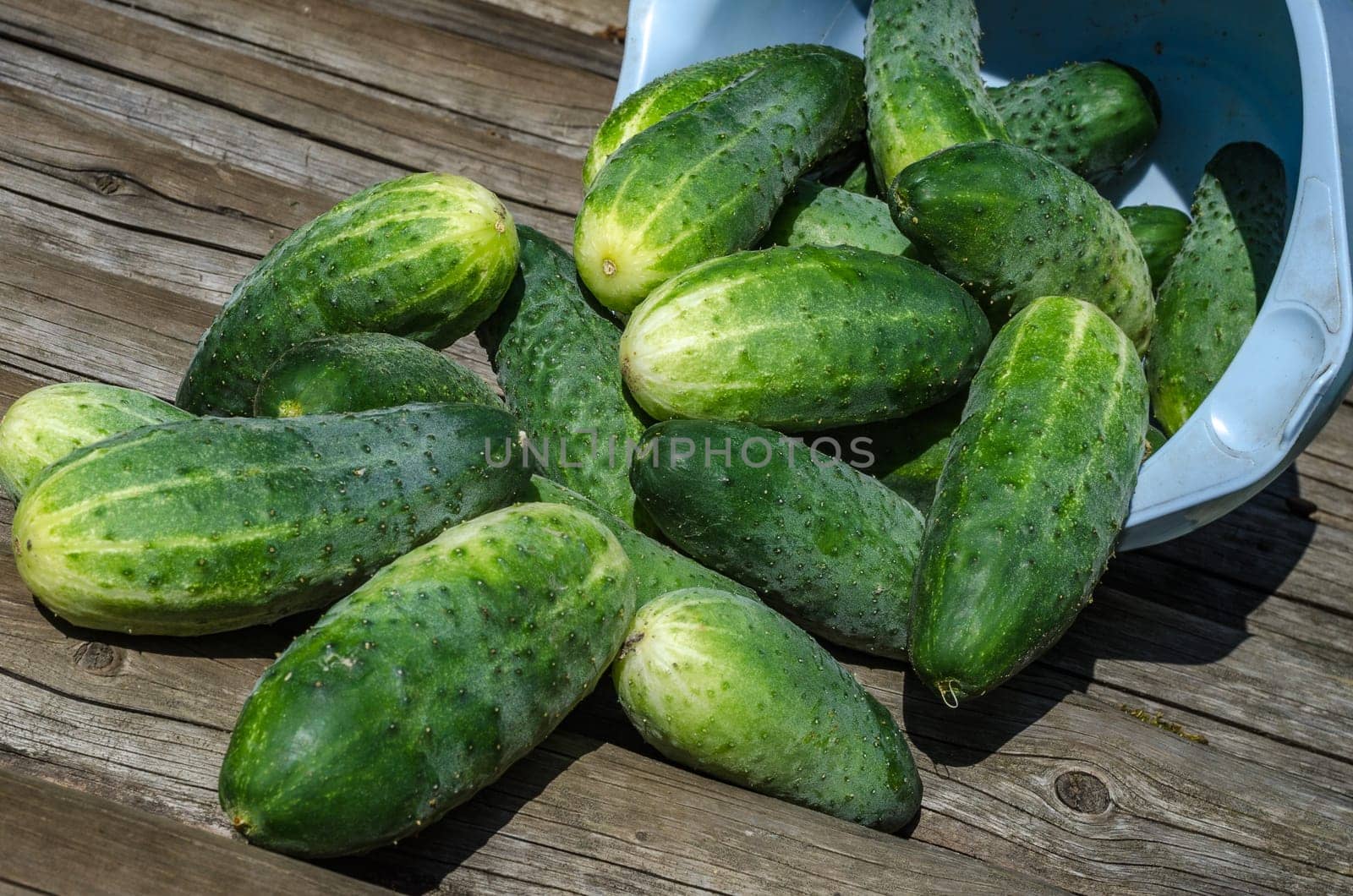 Cucumber harvest vegetables in the late summer at the gardener