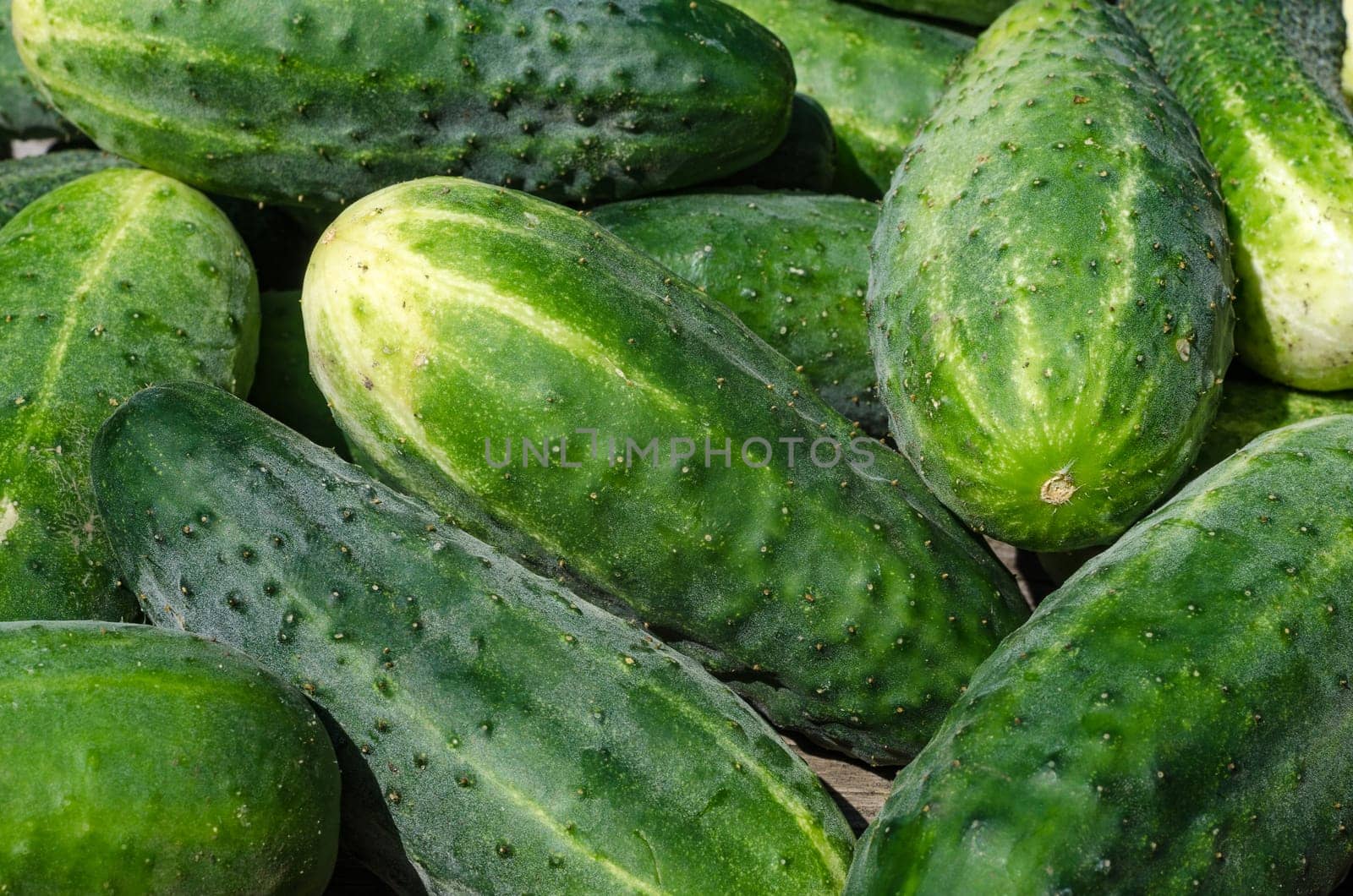 Cucumber harvest vegetables in the late summer at the gardener