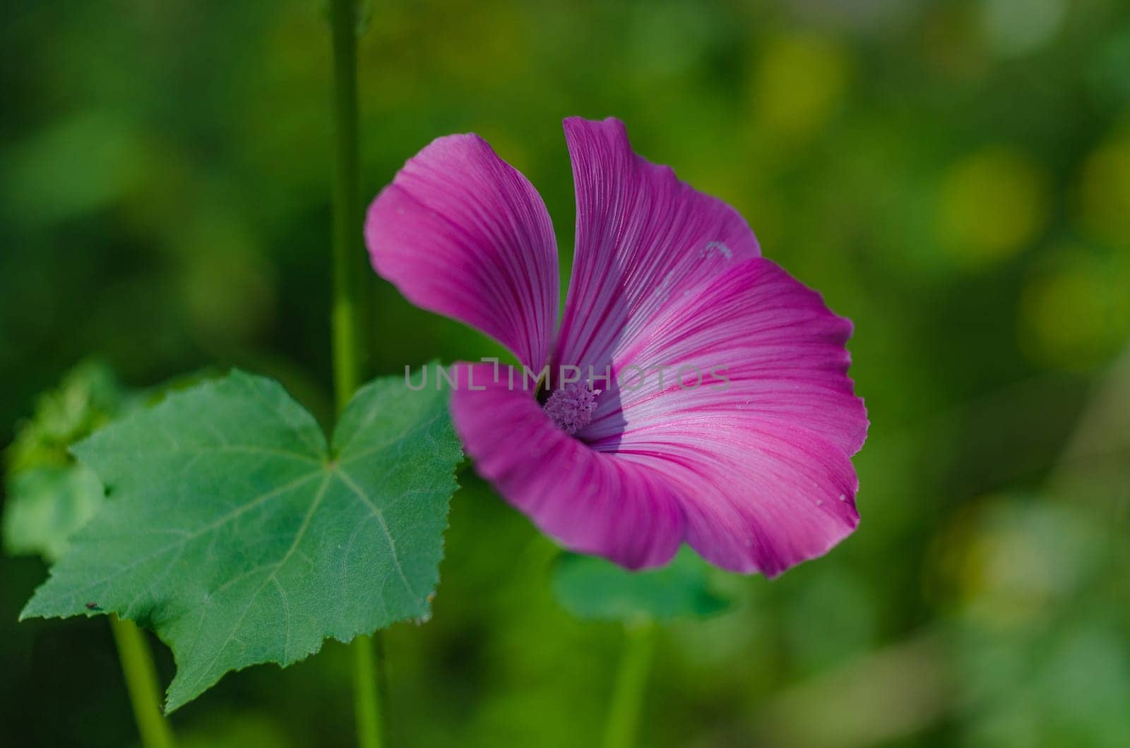 Lavatera blossoms in summer garden on Sunny day