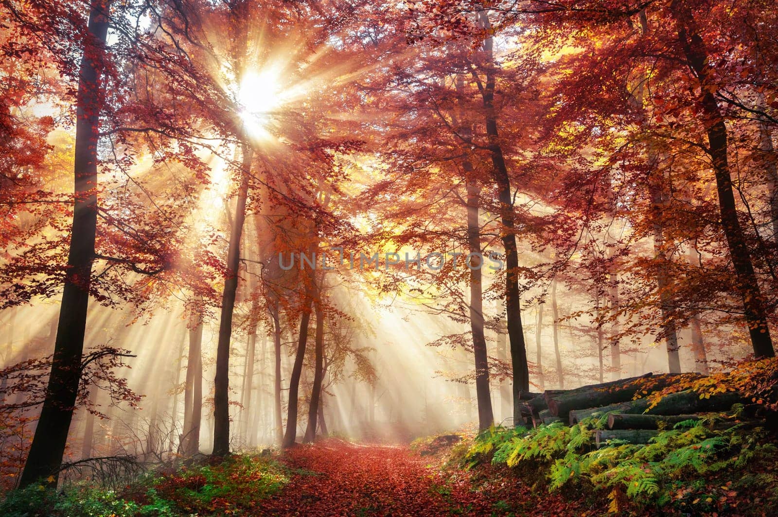 Rays of bursting sunlight in a misty forest with red and gold colors in autumn