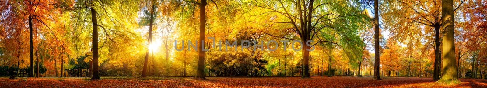 Extra wide panorama of a gorgeous forest in autumn,a scenic landscape with pleasant warm sunshine