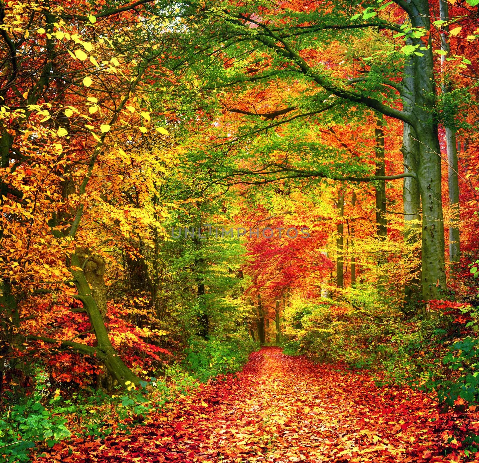 Colorful autumn forest scenery with a path covered in leaves