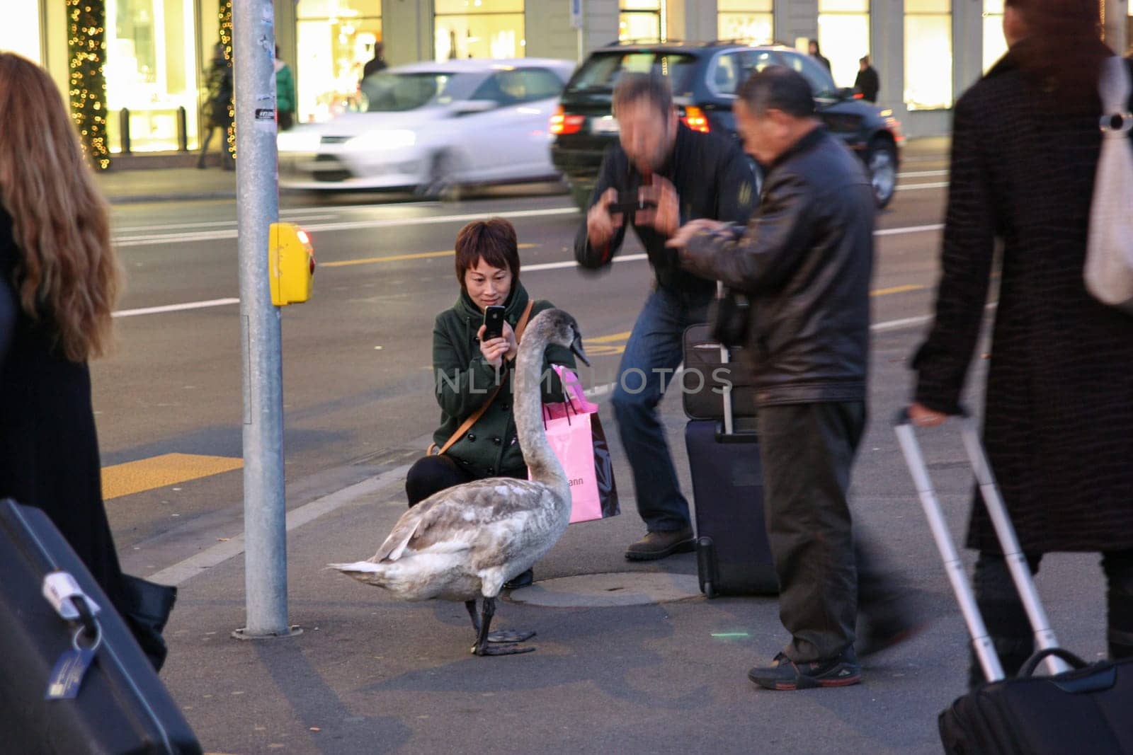 Zurich, Switzerland - November 25, 2011. Gus went on the road. People take pictures of goose, zoom