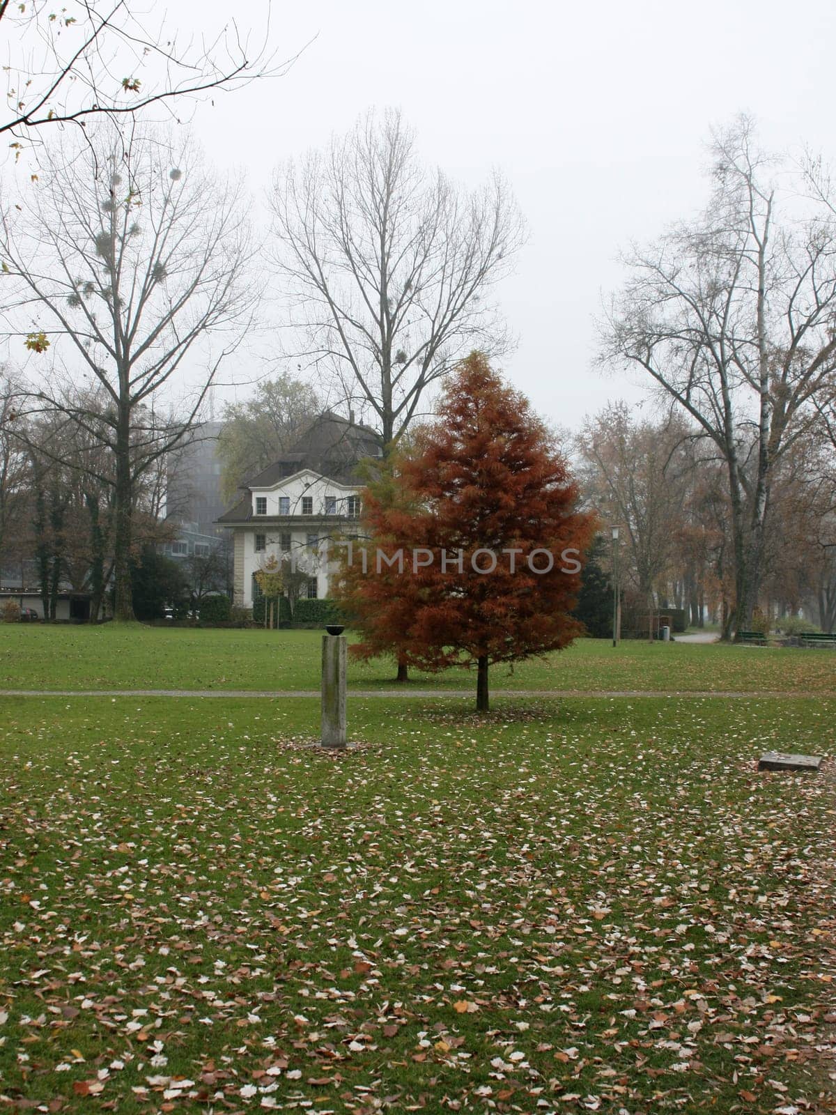Ginger Lonely tree in a park in autumn