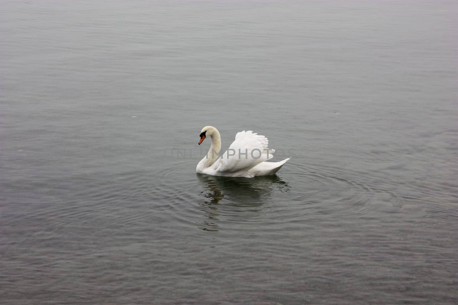 Lonely white swan floating in the cold lake