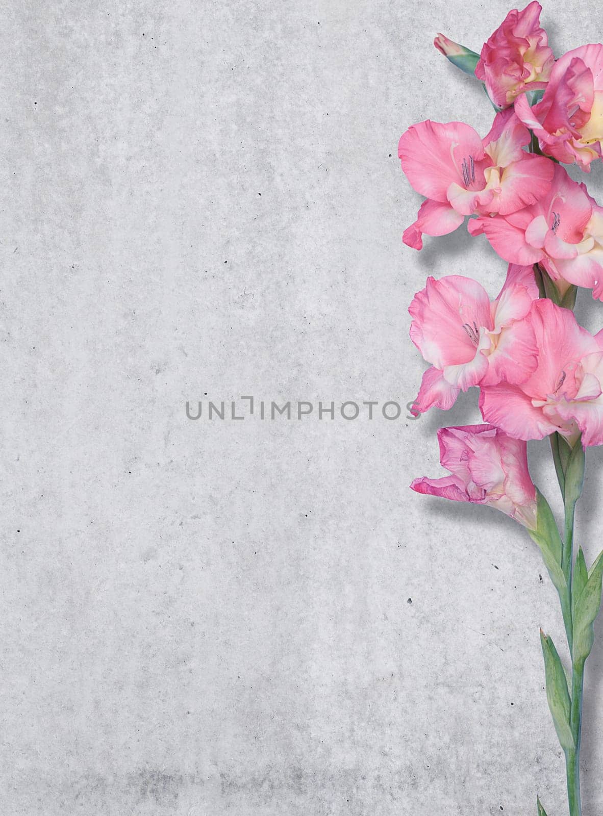 Pink lily on a background of a concrete wall, texture, Free place.