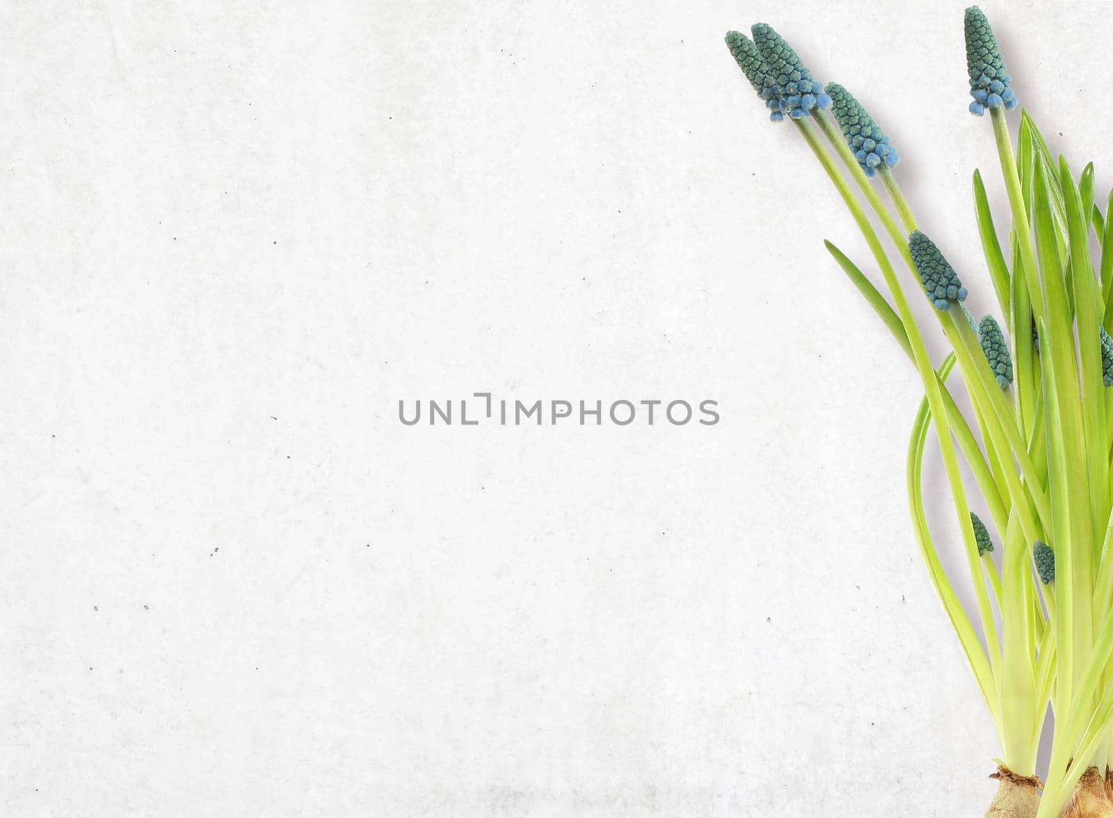Bouquet of wildflowers on white table background. Top view horizontal, empty space for publicity information or advertising text.