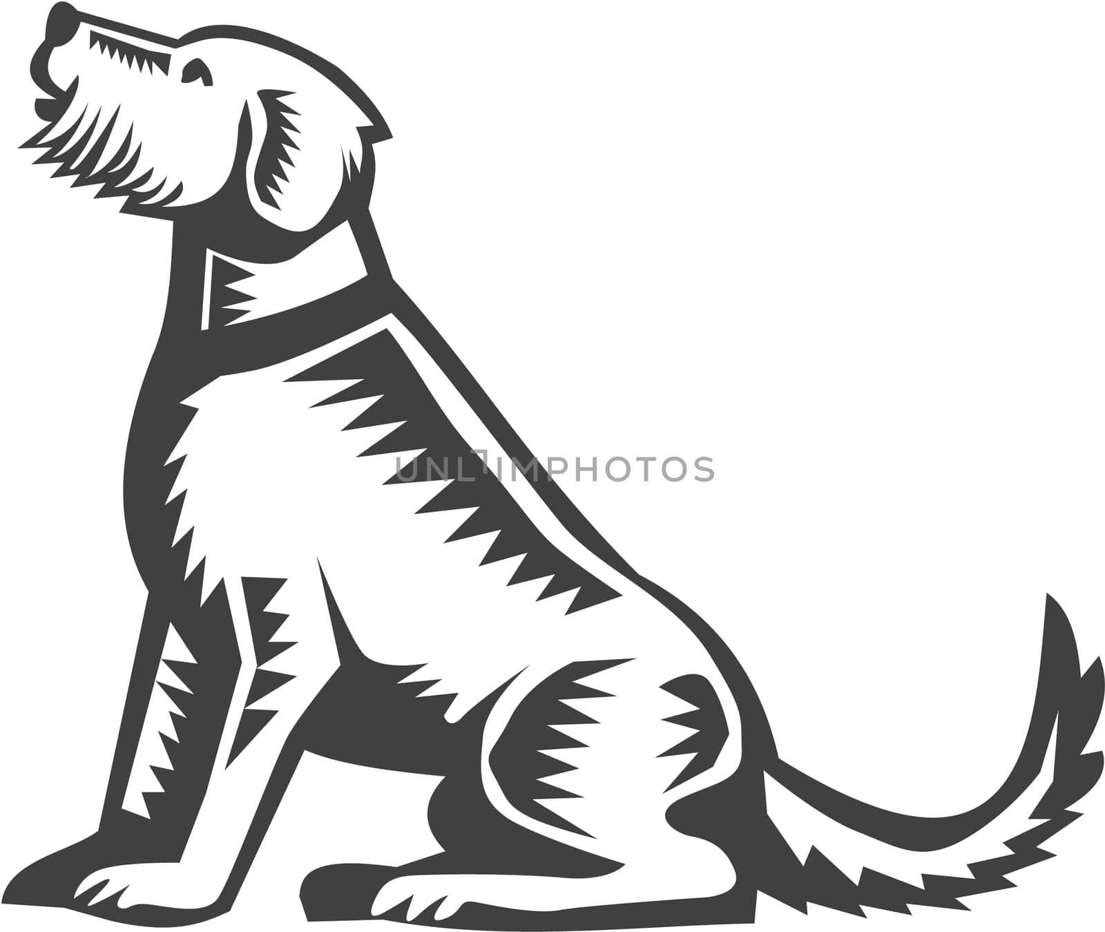 Illustration of a welsh terrier dog sitting looking up viewed from side set on isolated white background done in retro woodcut style