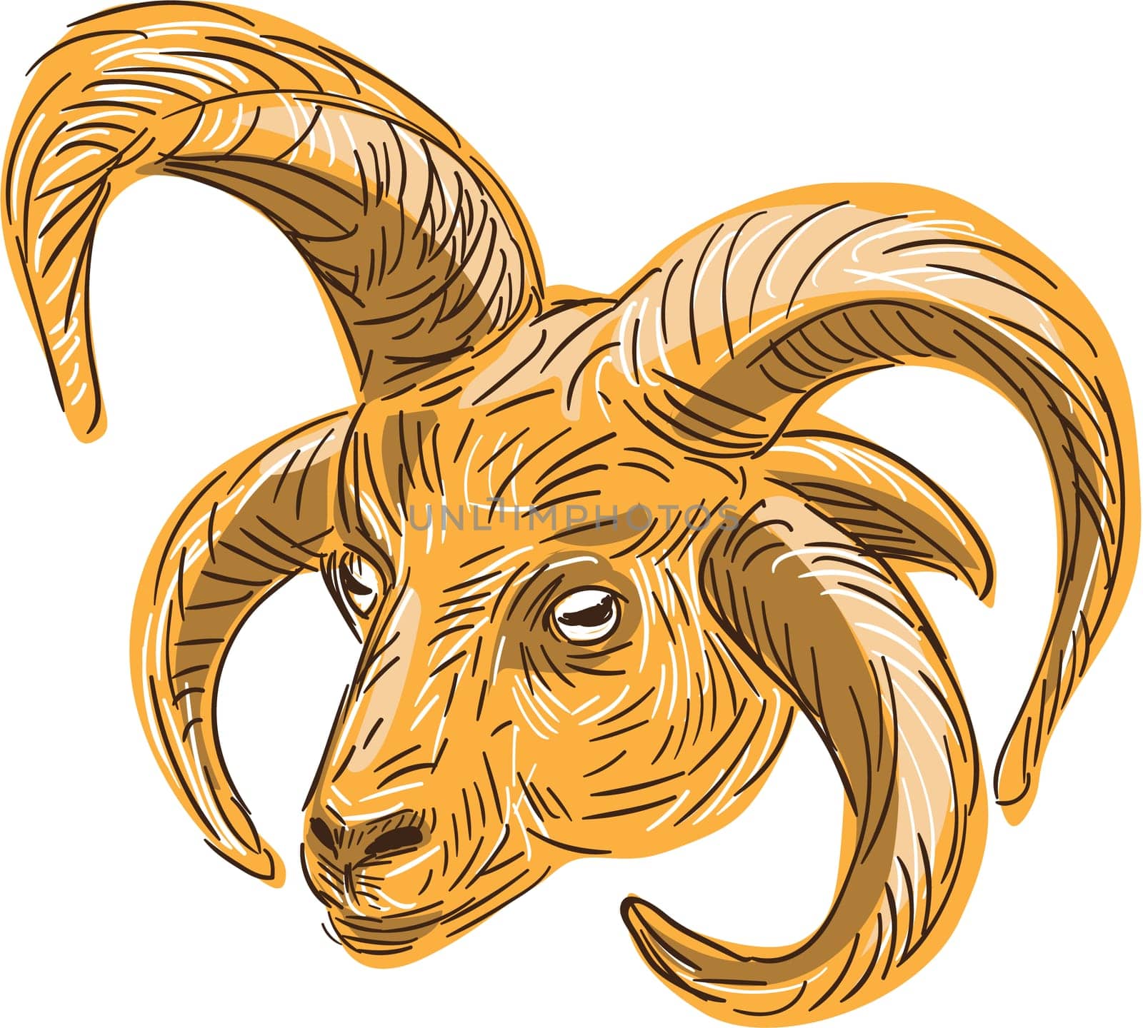 Drawing sketch style illustration of a head of a Manx Loaghtan, Loaghtyn or Loghtan, a breed of sheep (Ovis aries) native to the Isle of Man that have dark brown wool and usually four or occasionally six horns set on isolated white background.