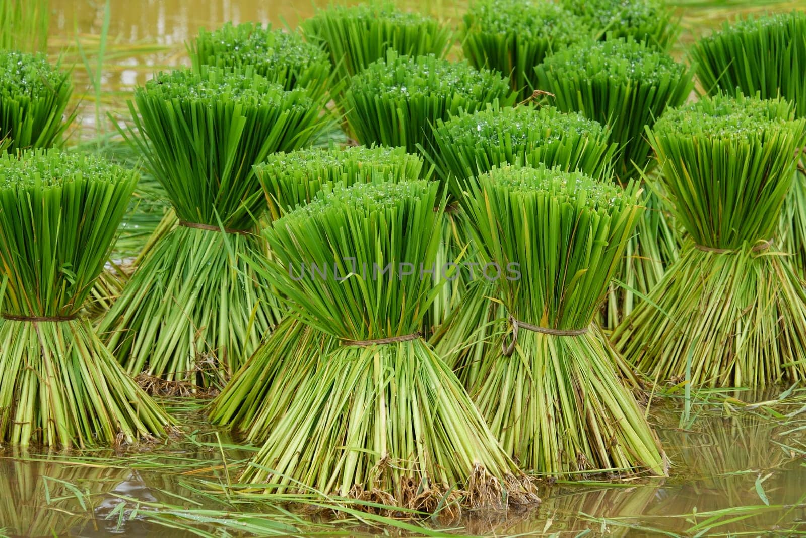 Rice plant seedling,bundled seedlings for growing rice