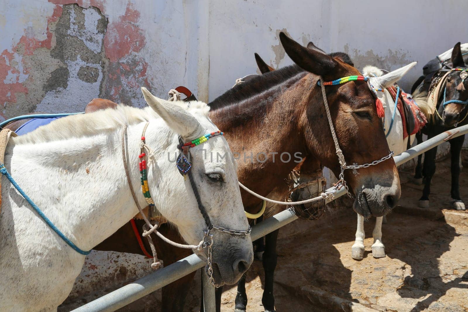 Donkeys on the climb from the harbor in Fira,Santorini, Greece