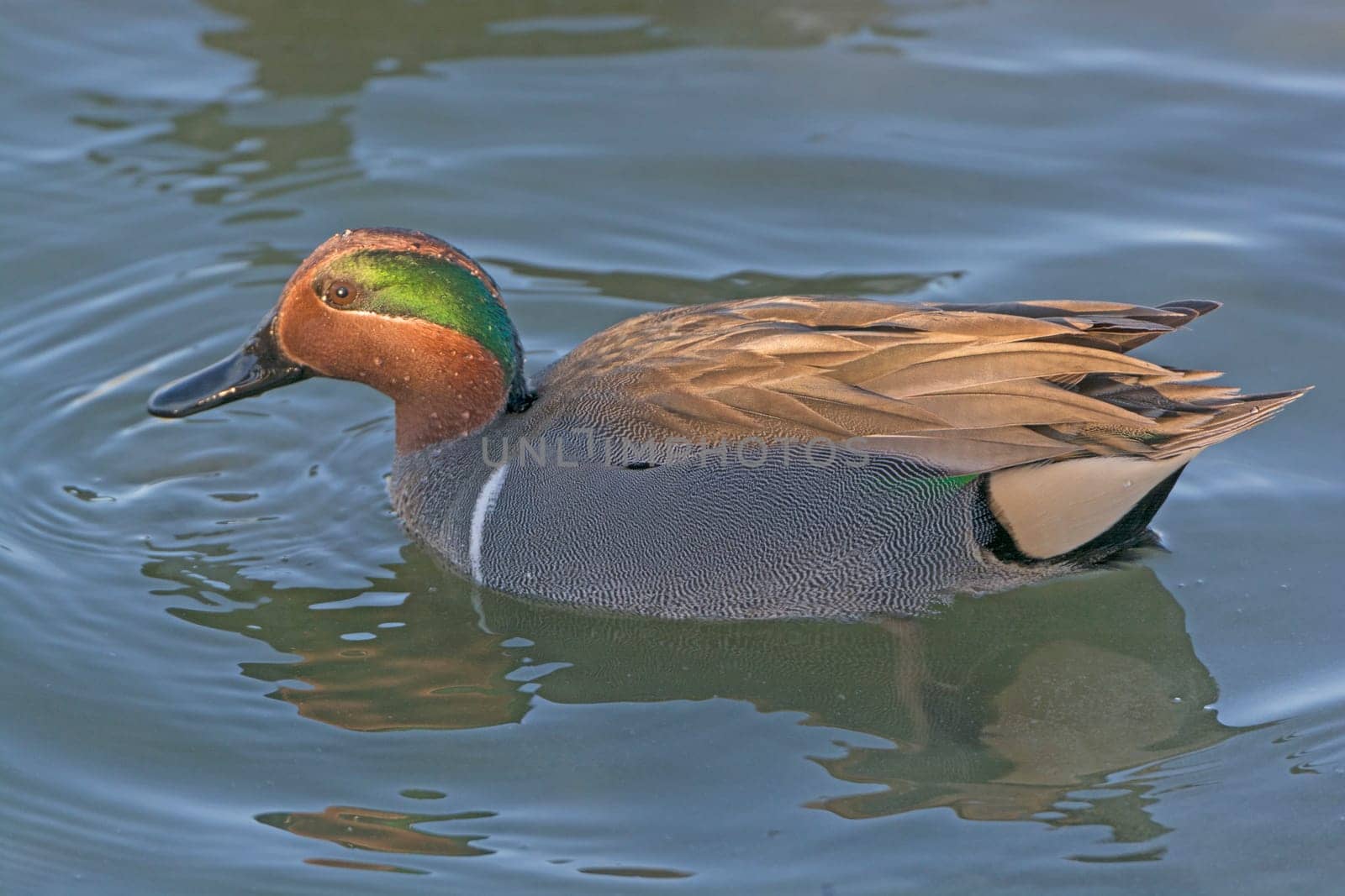 Green-Winged Teal in a Marsh near Port Aransas, Texas