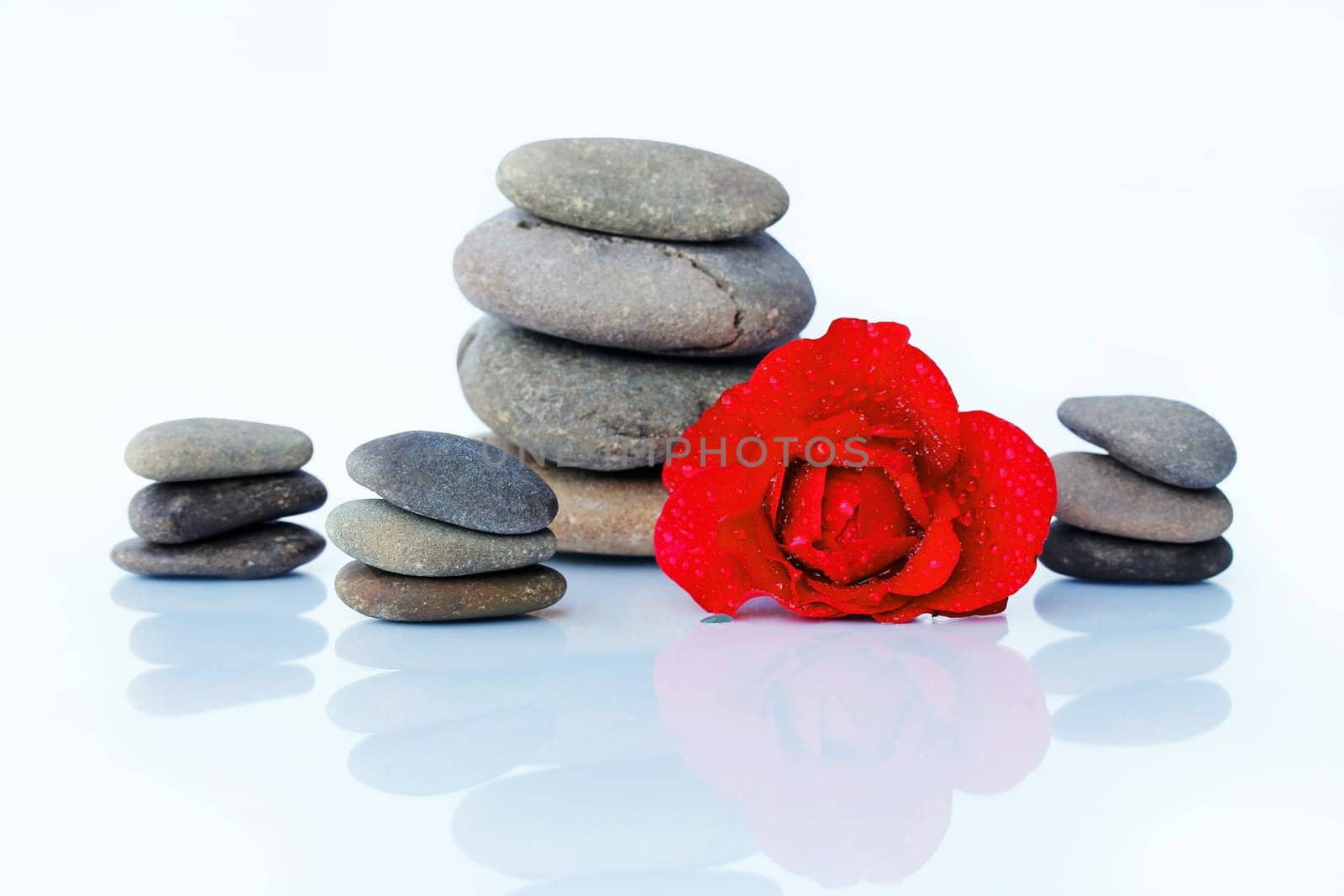 Red rose with drops of water and stones. Harmony of Feng Shui