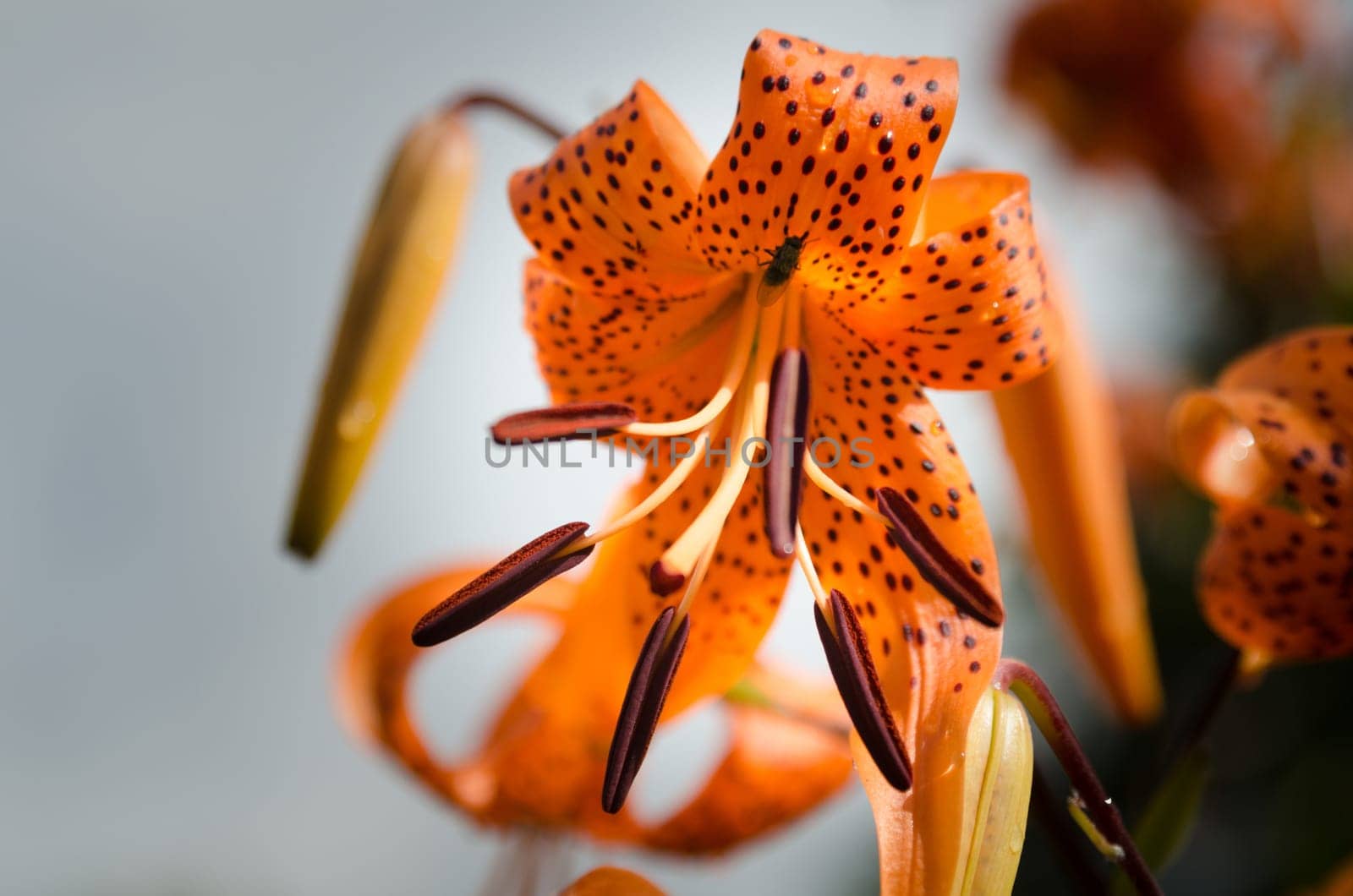 one orange lovely flower from the family lily