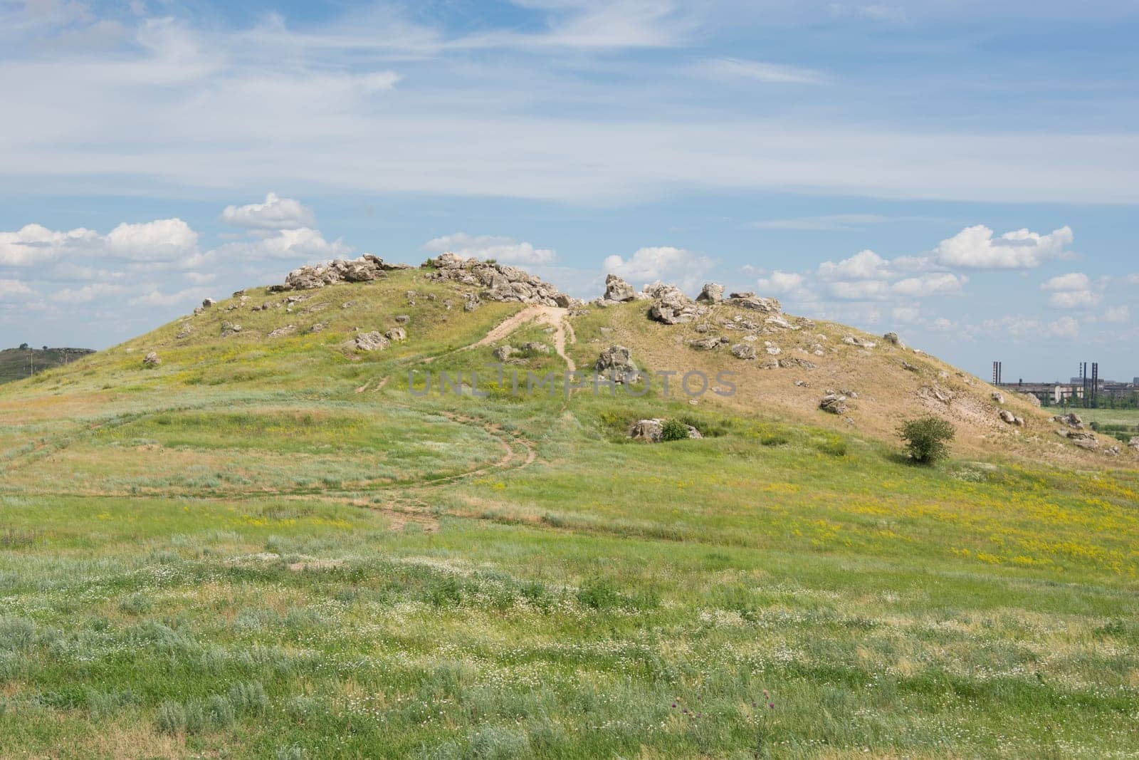 Mountain ears Kamyshin Volgograd region