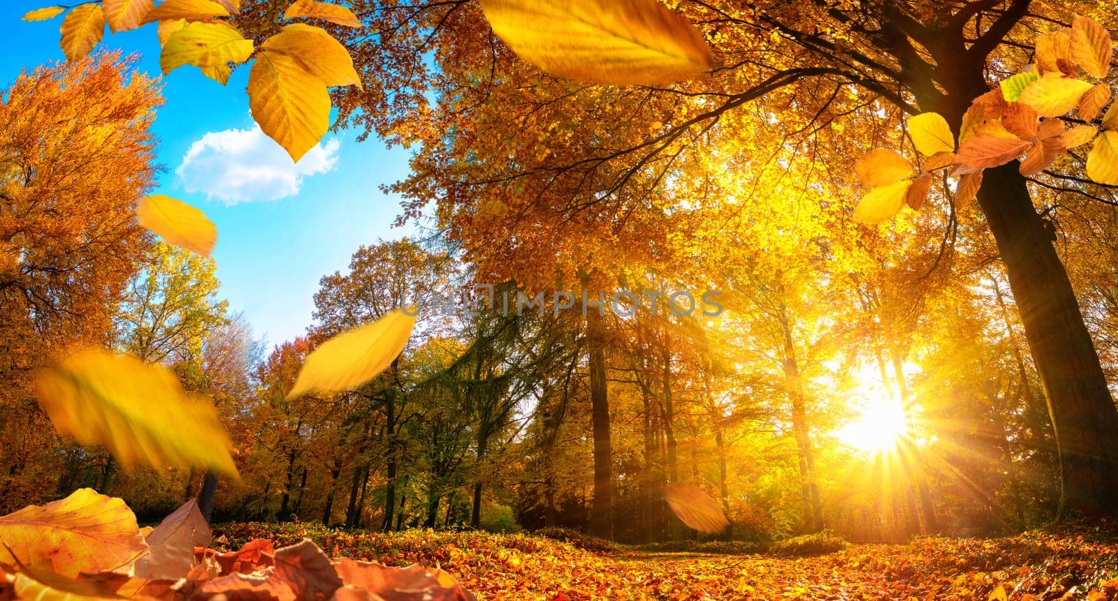 Golden autumn scene in a park,with falling leaves,the sun shining through the trees and blue sky