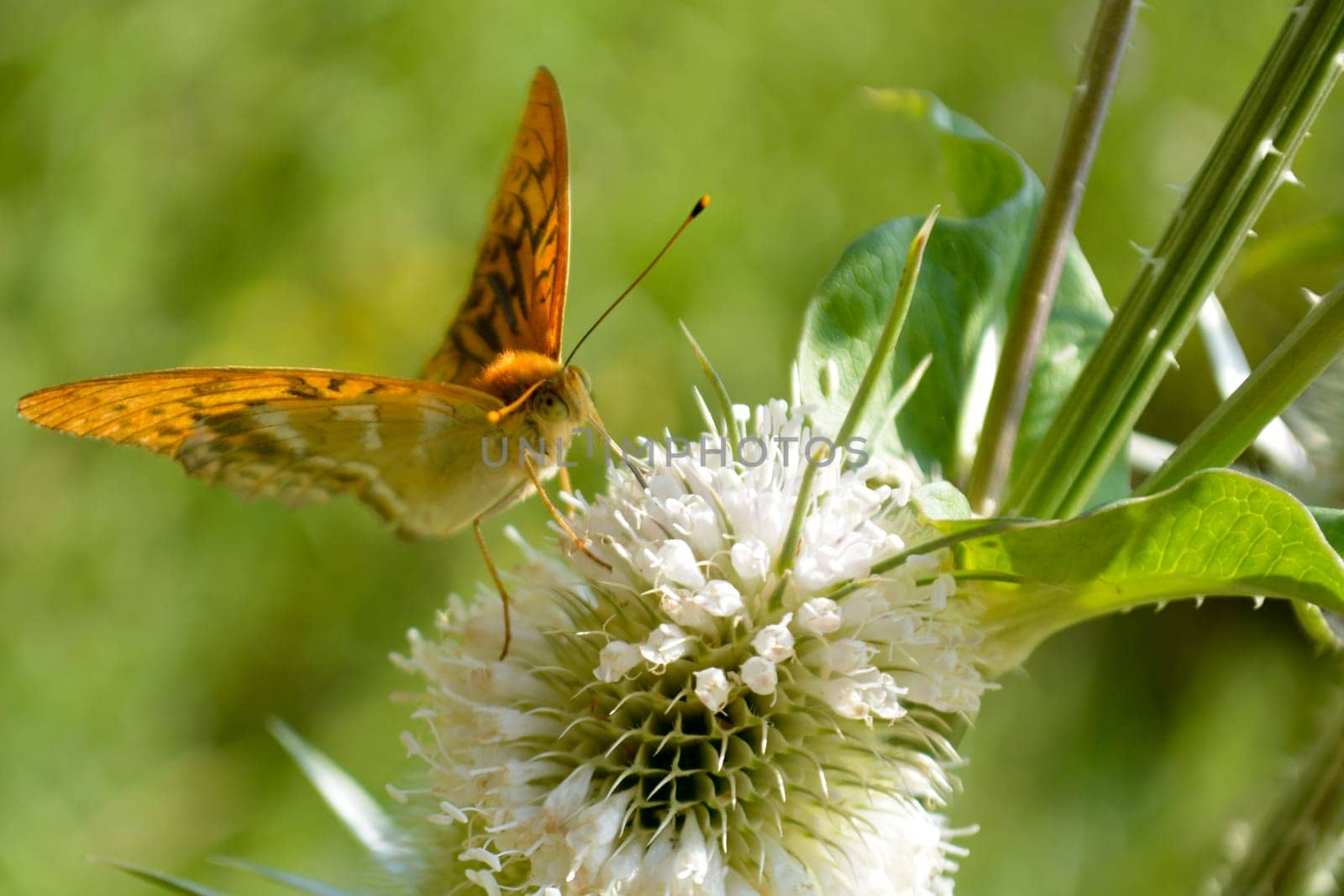 Orange butterfly on  bur in the sunny morning