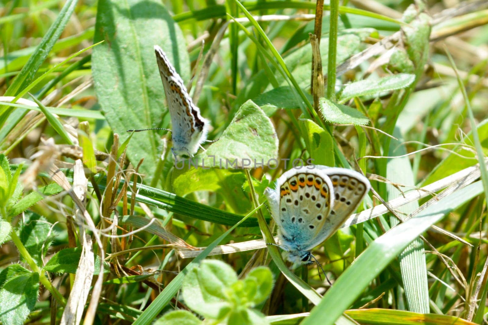 Small blue butterfly in the grass