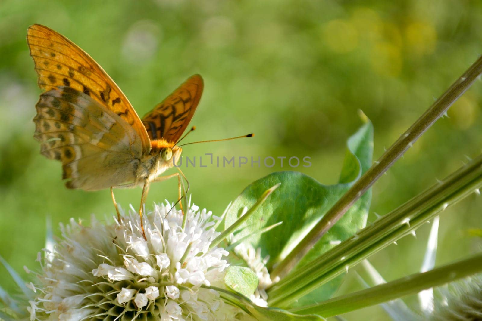 Orange butterfly on  bur in the sunny morning