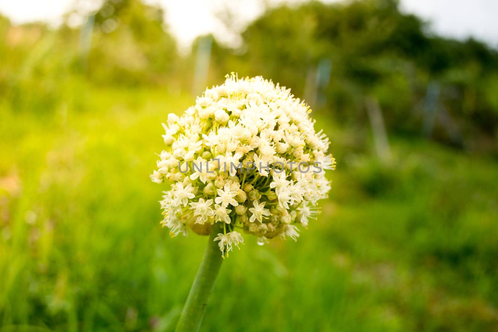 Blooming of onion flower head in the garden on  sunny morning