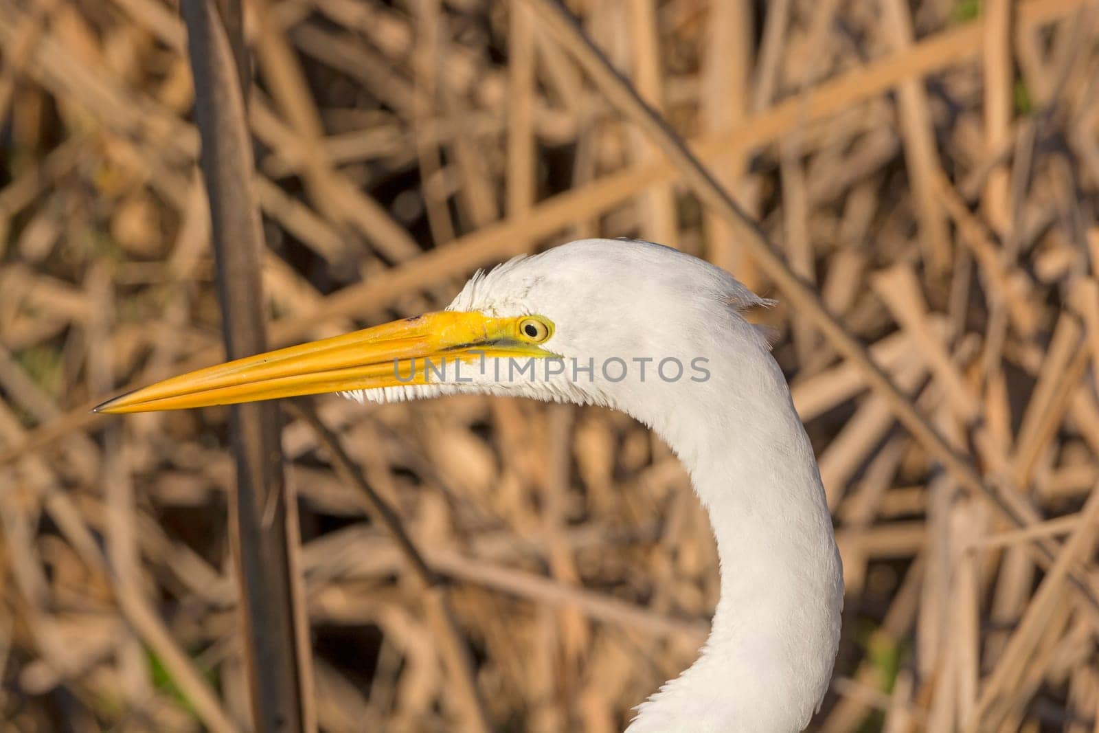 Head of a Great Egret in the Port Aransas Birding Center in Texas