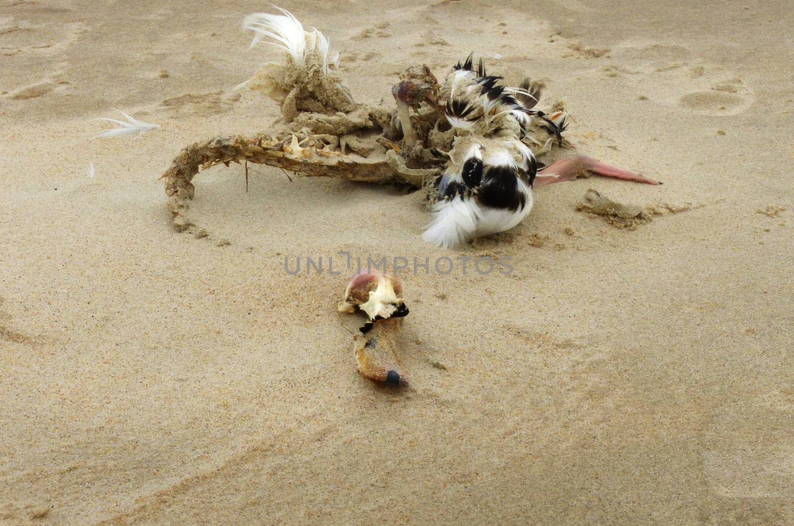 Cooking and corpse of a bird on the beach