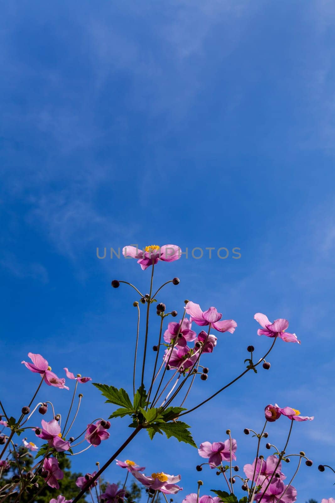 Flower called Anemone hupehensis shot from low camera angle against backdrop of an almost clear blue sky on a sunny day in bright sunlight. Floral background with copy space. Vertical composition.