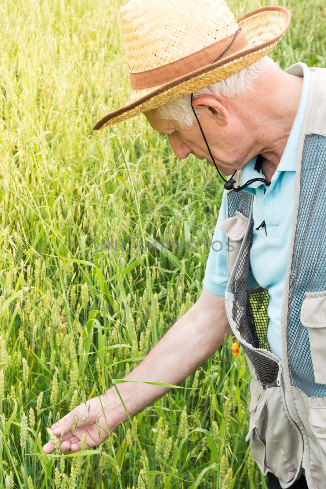 Farmer inspecting green wheat field on the sunny day
