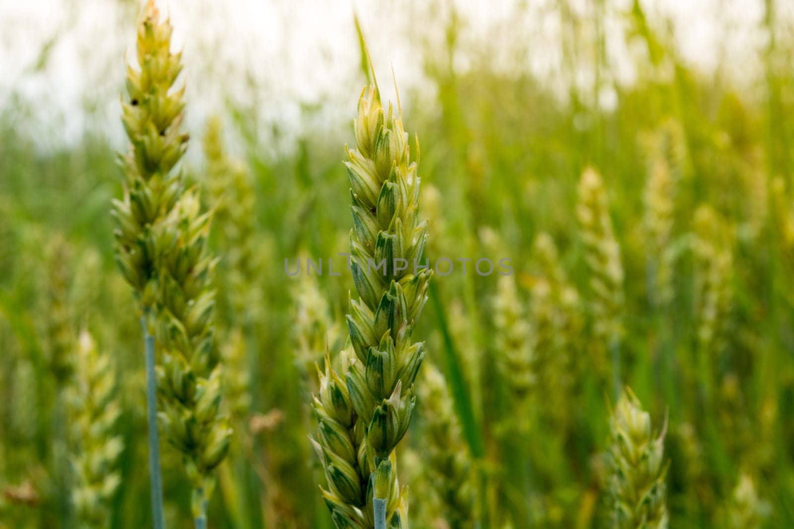 Ear of wheat in green wheat field