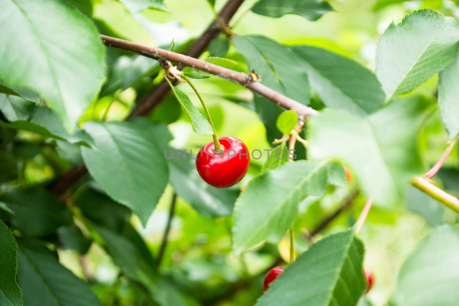 Cherry hanging on a twig in the garden surrounded by a green leaves