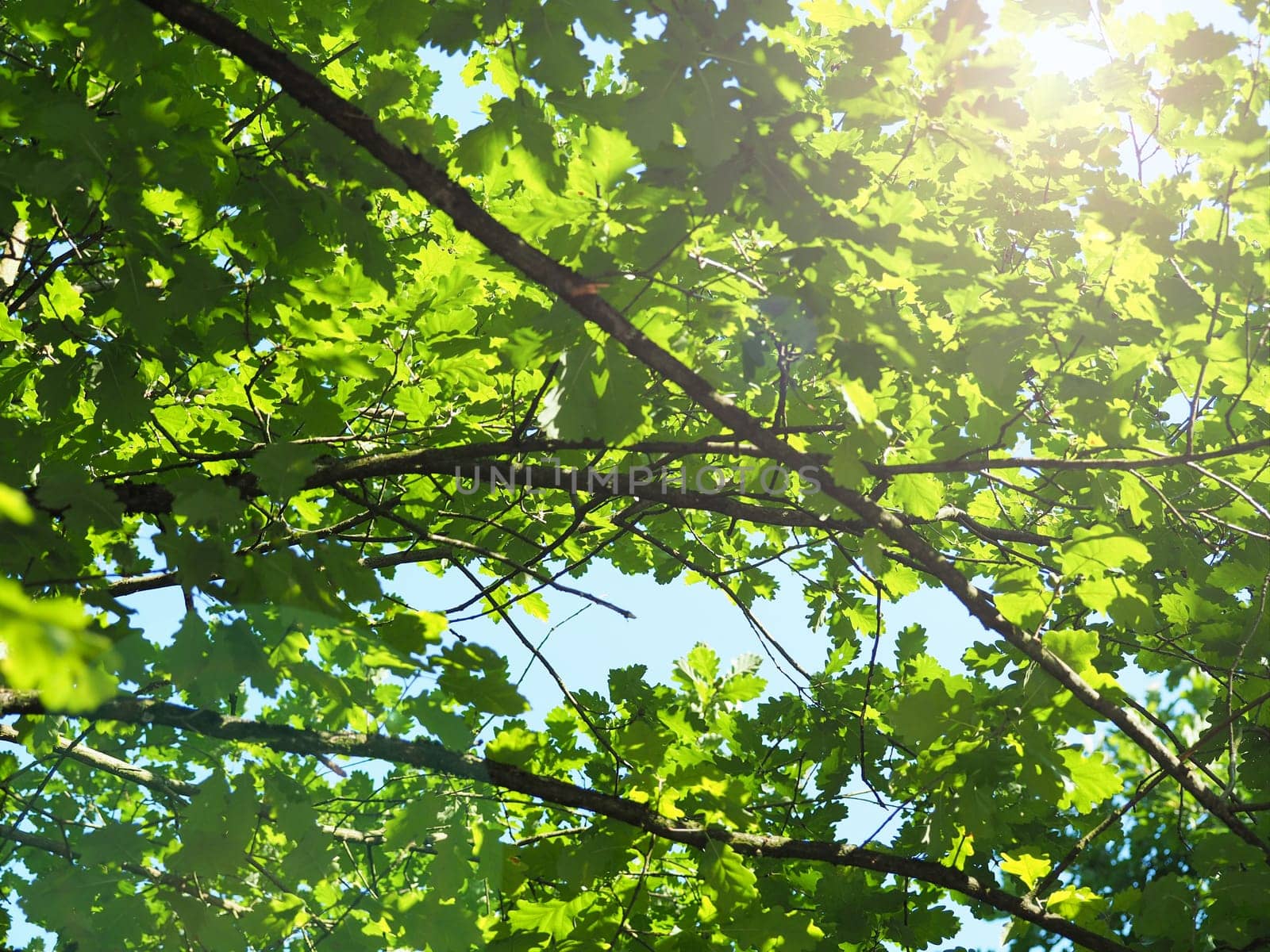 Tree top of an old oak with a sun beam on a blue summer sky