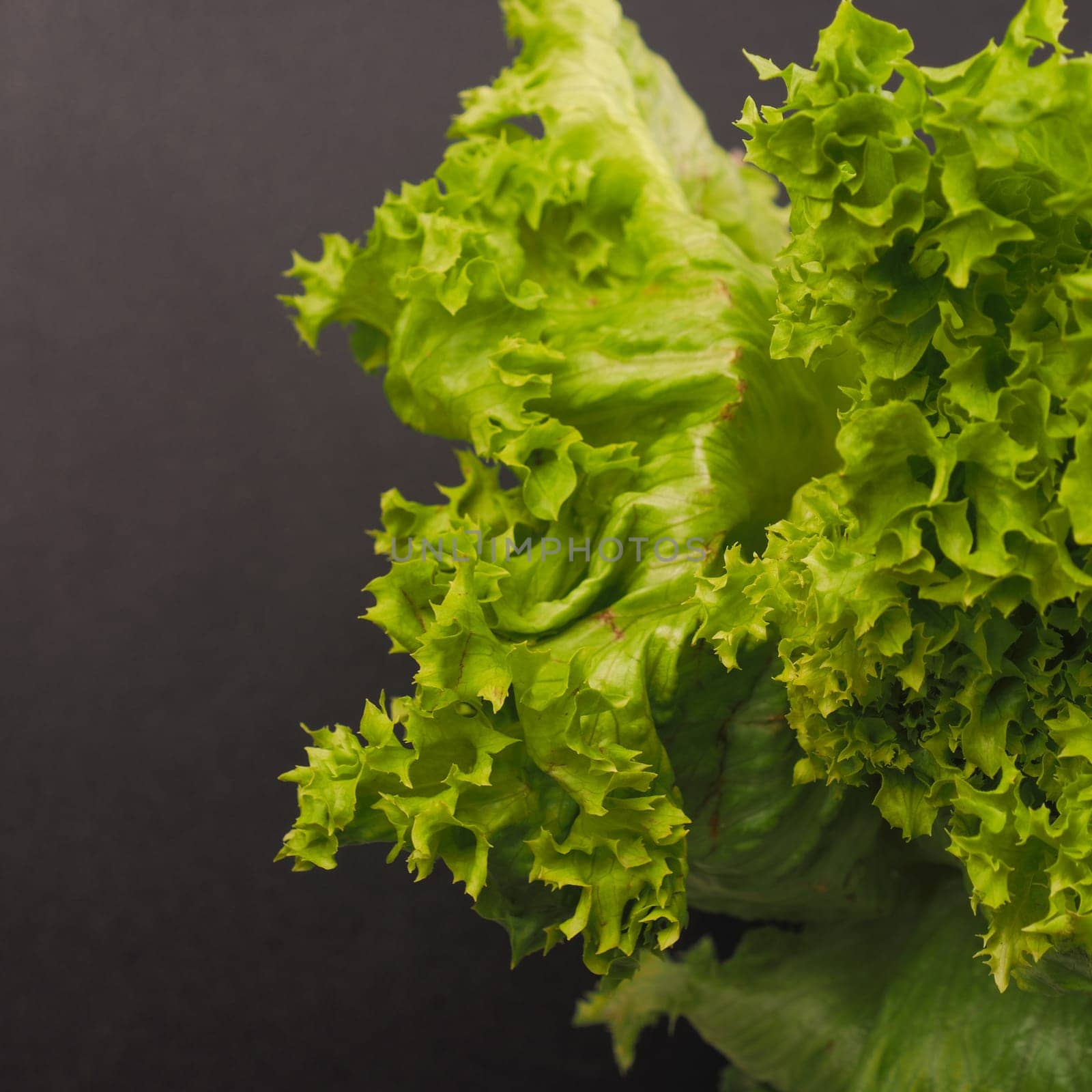 Fresh green lettuce on a dark slate background selective fpcus on top of lettuce