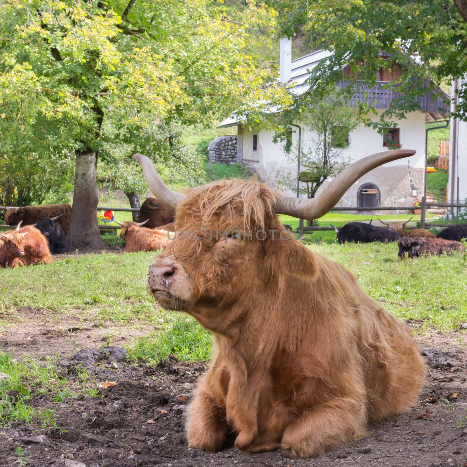 Red haired Scottish highlander cow showing her long horns.