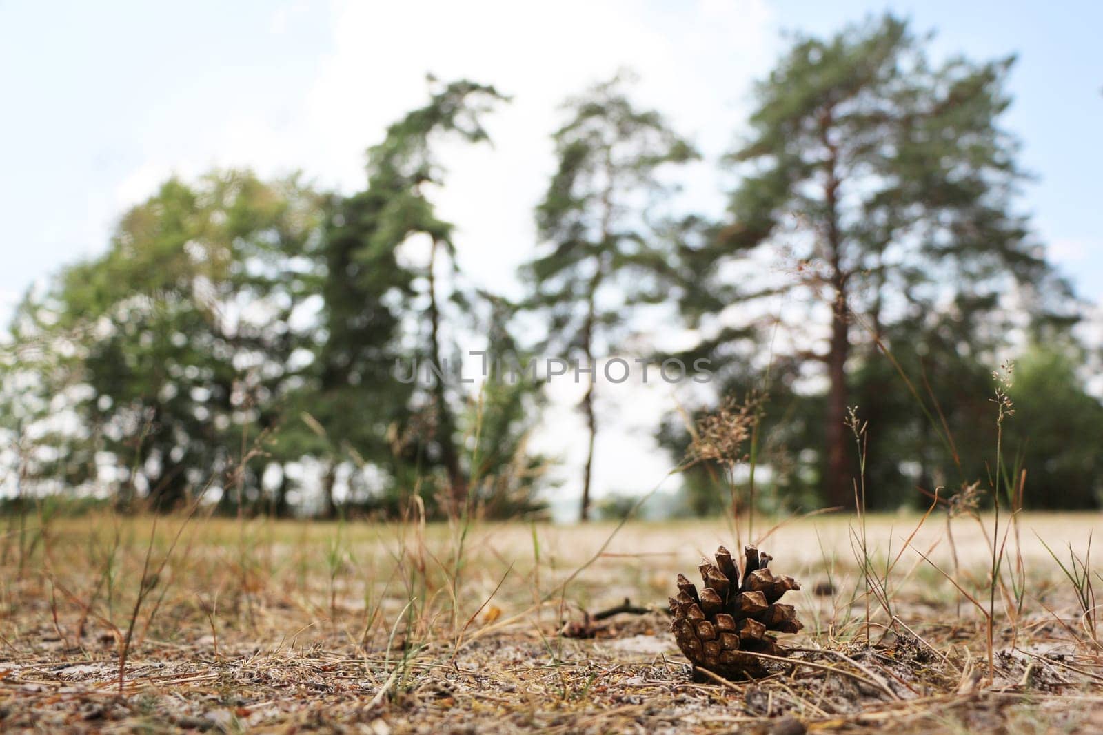 Pine cone on sand near the tree