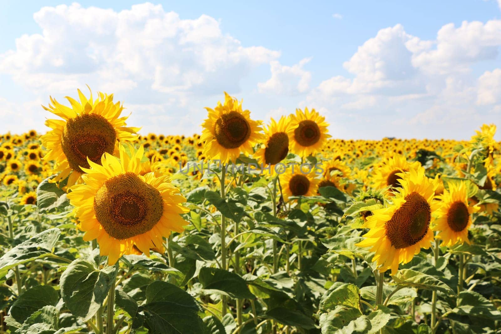 The growing sunflowers on tne sun sky background