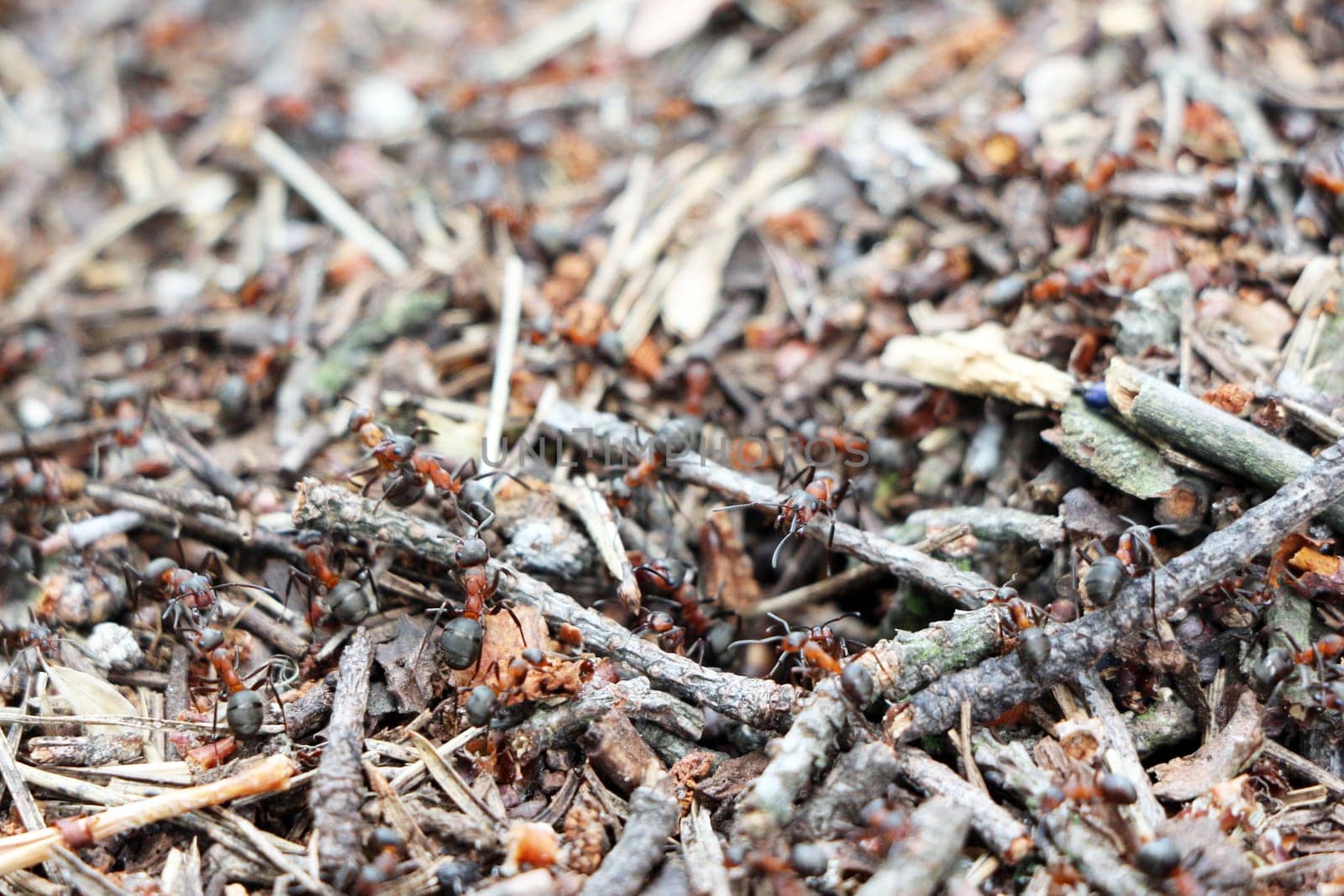 Red ants near the ant hill in the woods