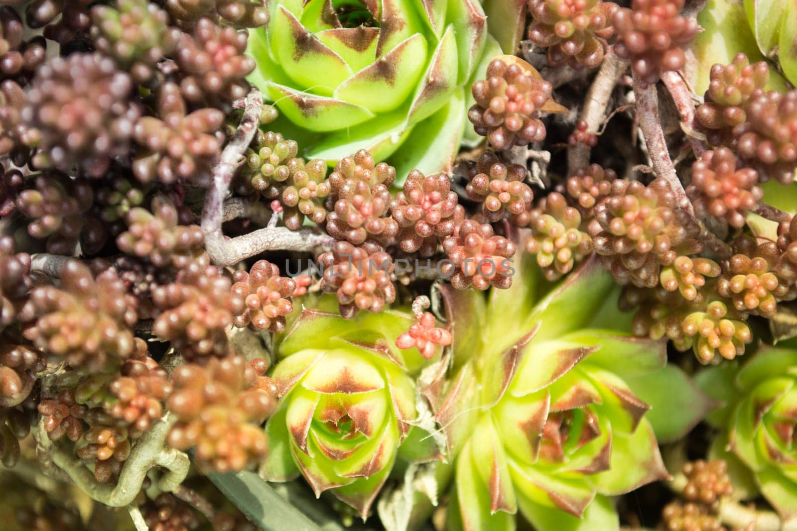 Green leaves of stonecrop in closeup image. Sunny day