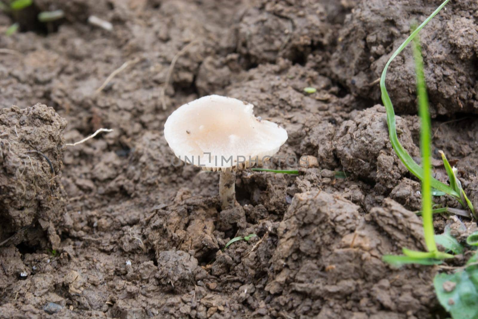 Closeup of a mushroom in the wet dirt