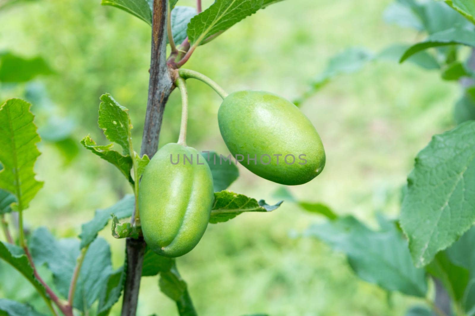Branch of plum tree with green unripe fruits on a sunny day