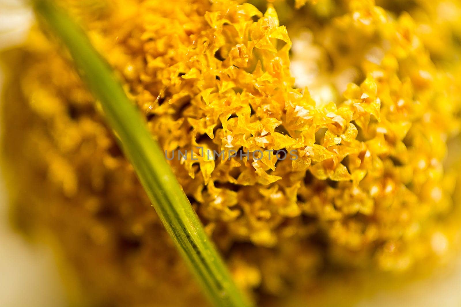 Extreme macro shoot of dryed chamomile