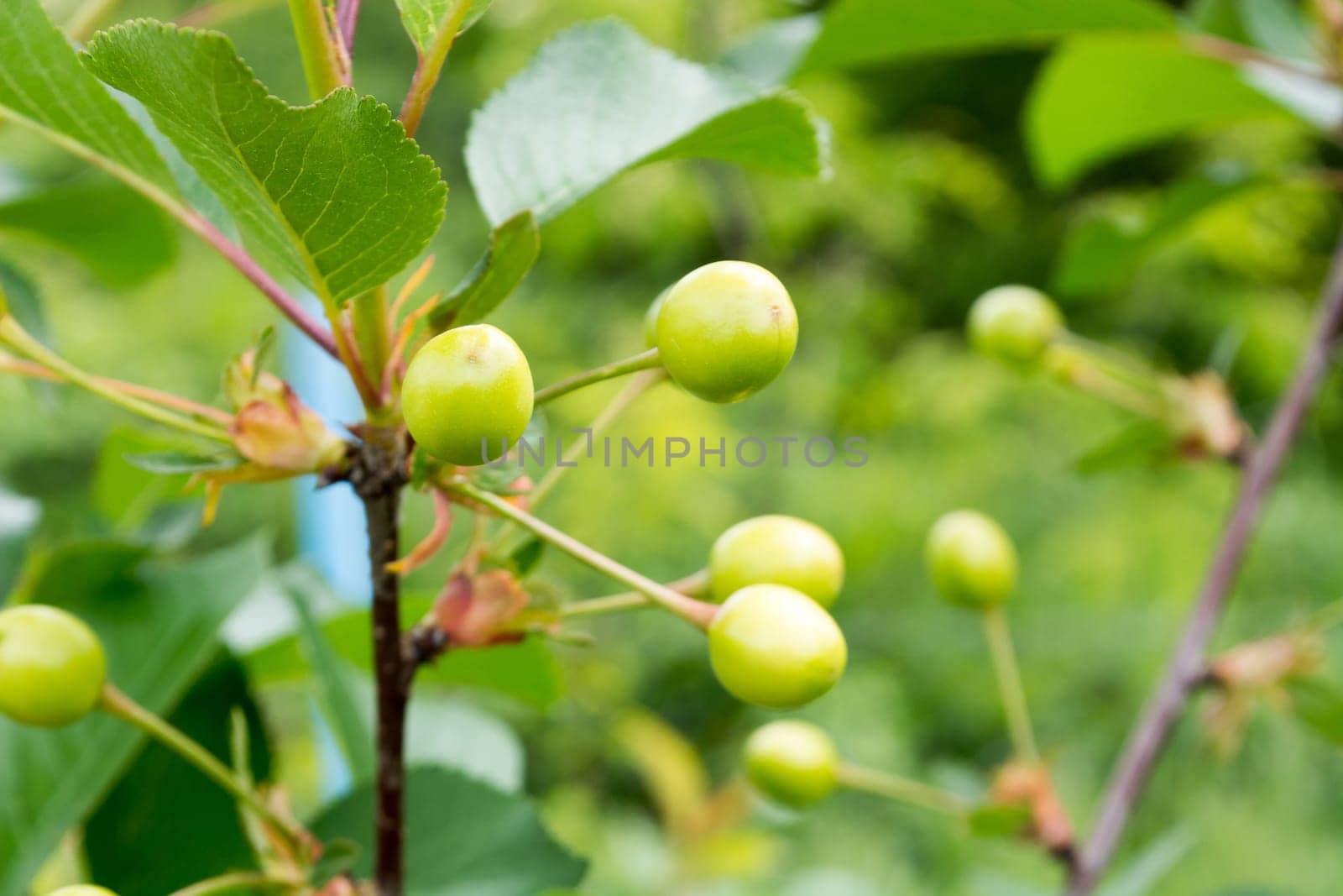 Group of unriped cherries on a tree with more of them blurred in the background