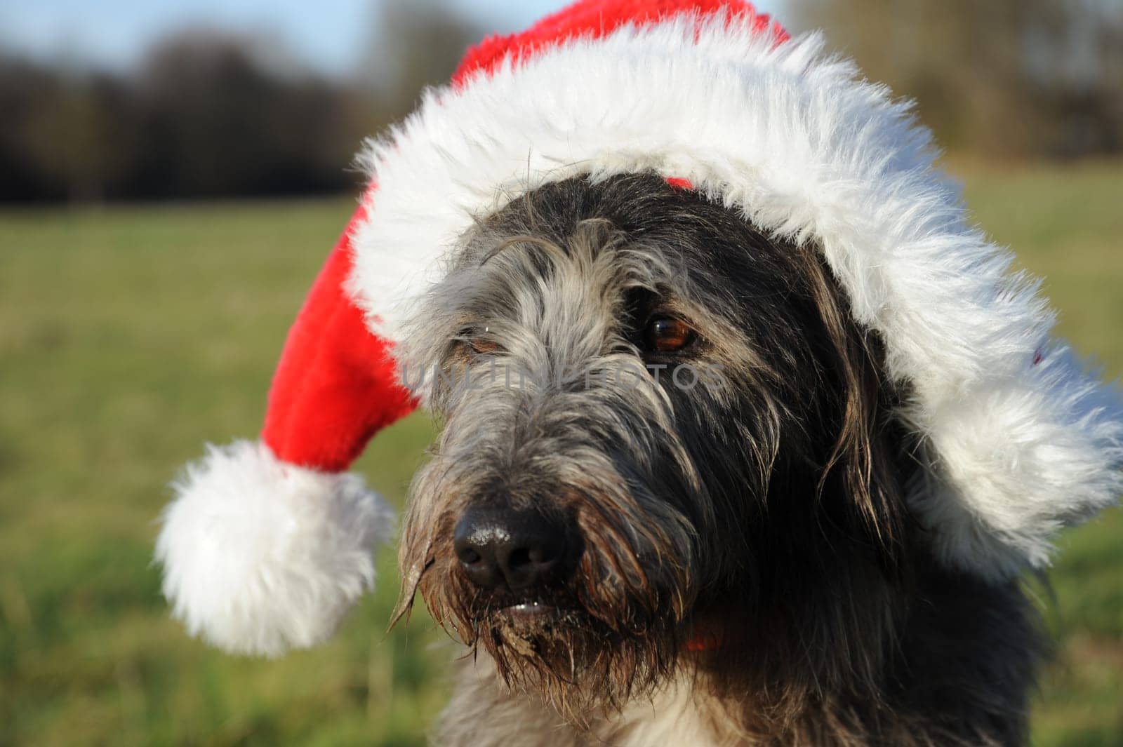 Dog portrait with Christmas cap