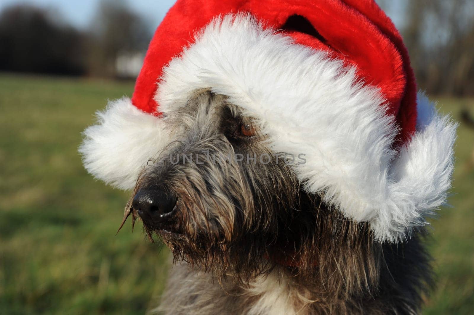 Dog portrait with Christmas cap