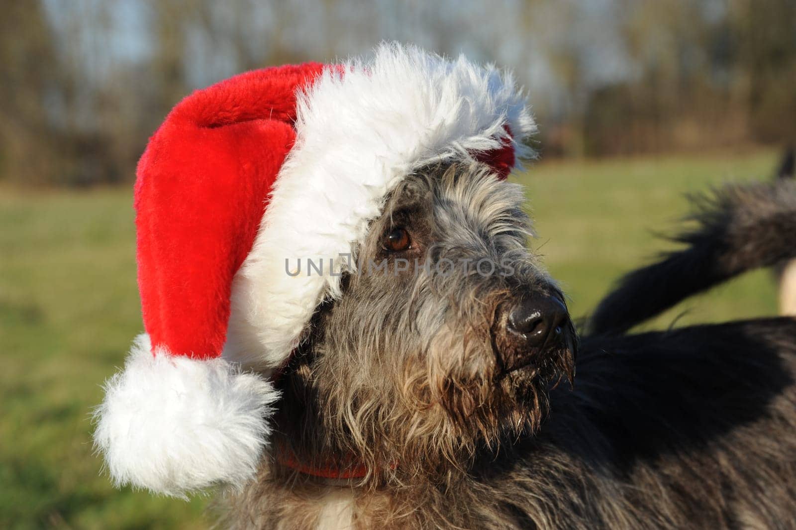 Dog portrait with Christmas cap