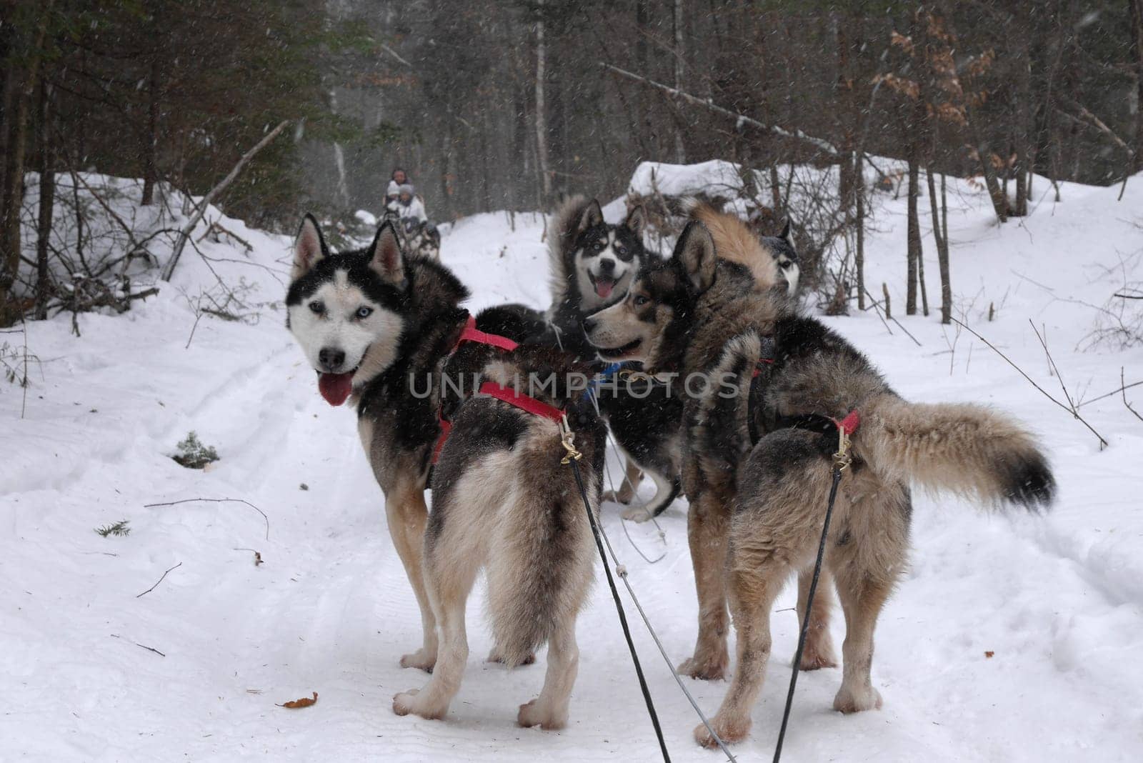 Husky sleigh ride