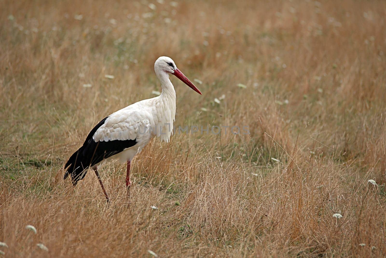 White stork Ciconia ciconia