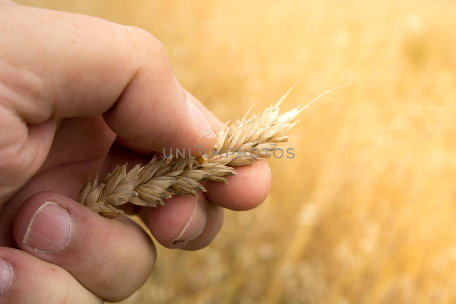 Male hand inspecting wheat ear in the wheat field