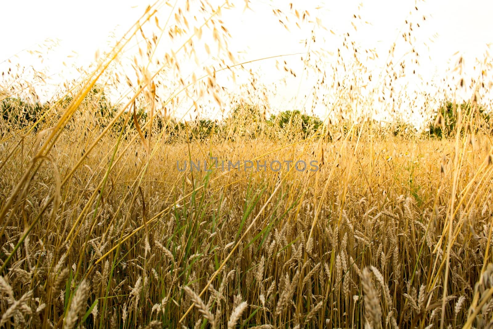 Golden wheat field on a sunny day with sky and forest in the background